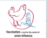 'Vaccinazione: uno strumento per il controllo dell’influenza aviaria'